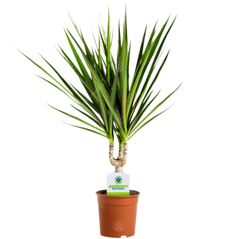 Luftreinigende Zimmerpflanze Bundle