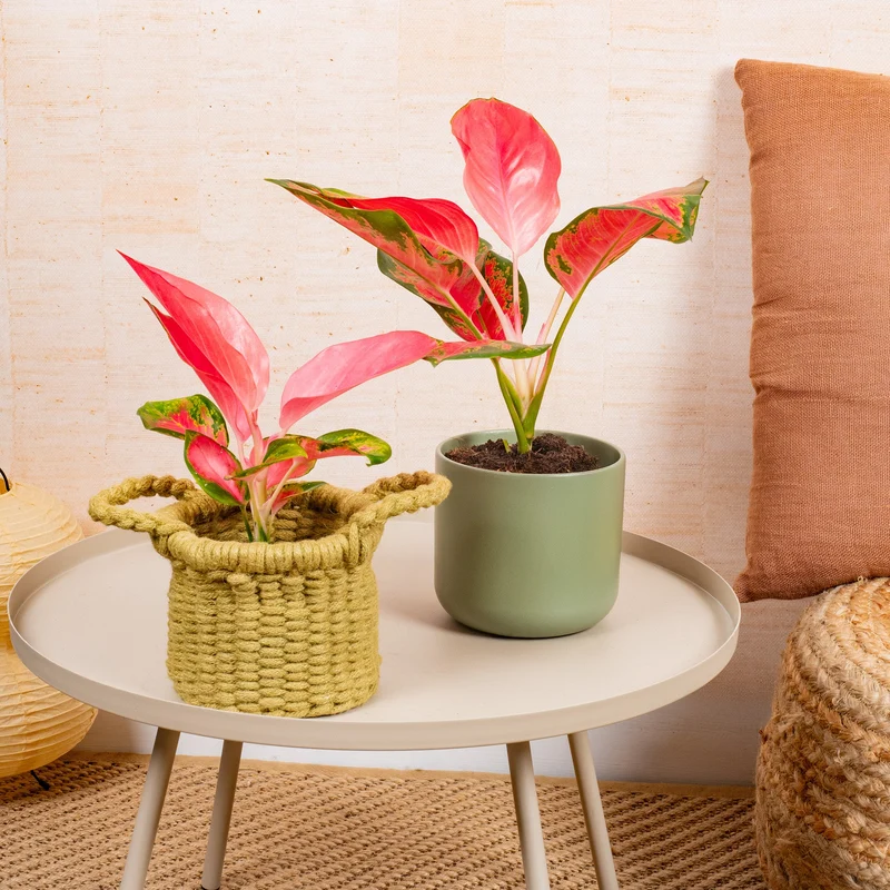 Aglaonema 'Roter Zirkon'
