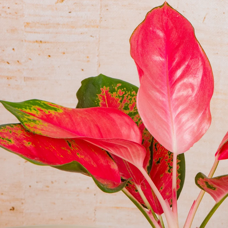 Aglaonema 'Roter Zirkon'
