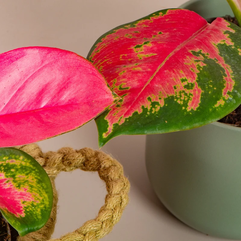 Aglaonema 'Roter Zirkon'