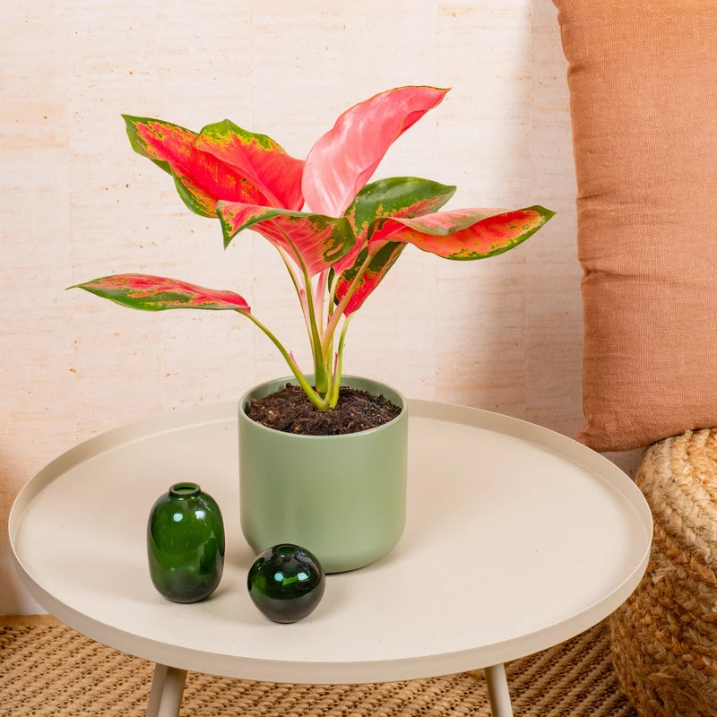 Aglaonema 'Roter Zirkon'
