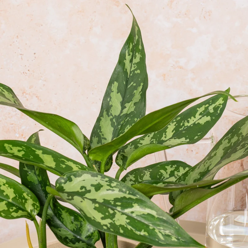 Aglaonema 'Maria Christina'