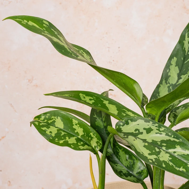 Aglaonema 'Maria Christina'