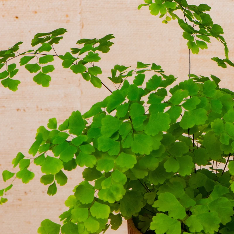 Adiantum 'Fragrans'