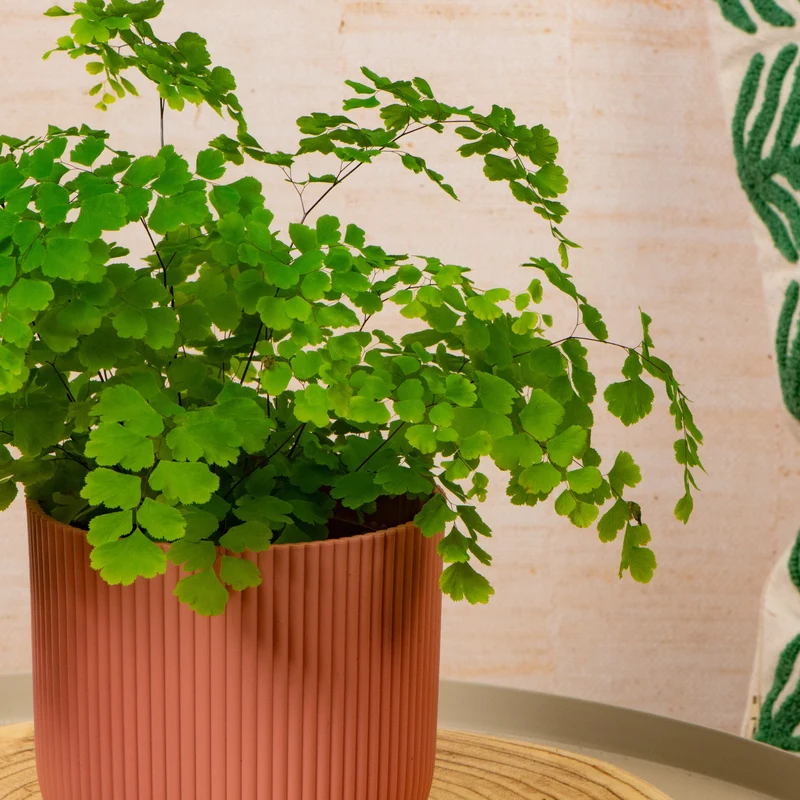 Adiantum 'Fragrans'