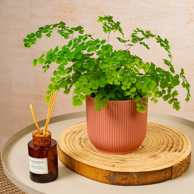Adiantum 'Fragrans'