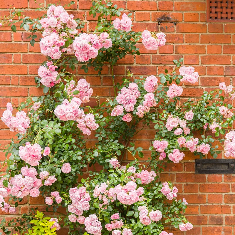 Rosa Kletterrose