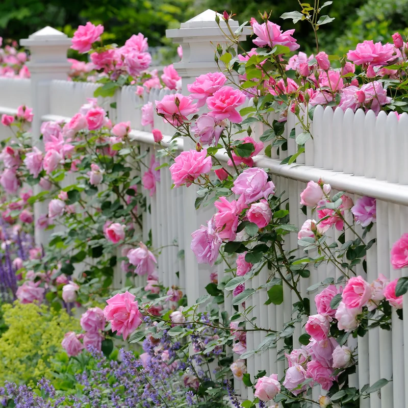 Rosa Kletterrose