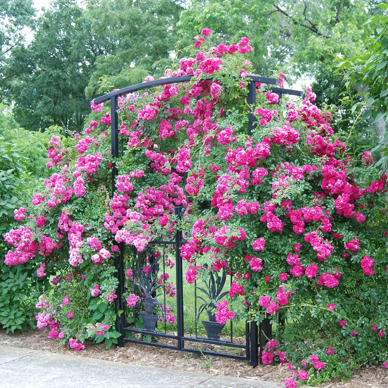 Rosa Kletterrose
