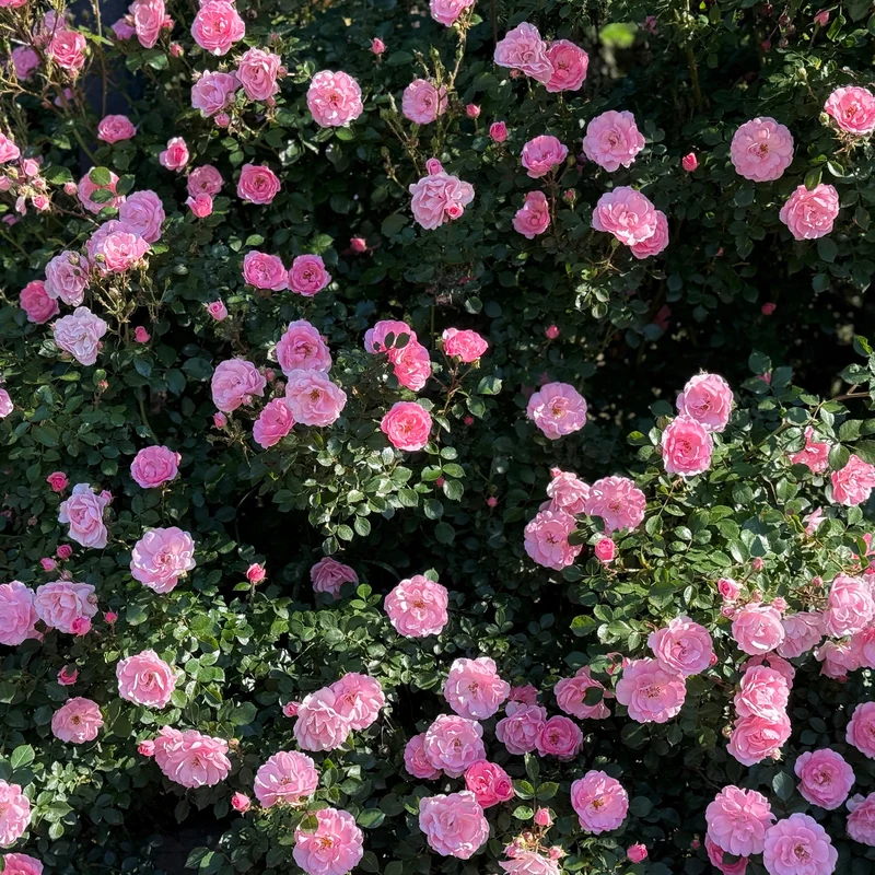 Rosa Kletterrose