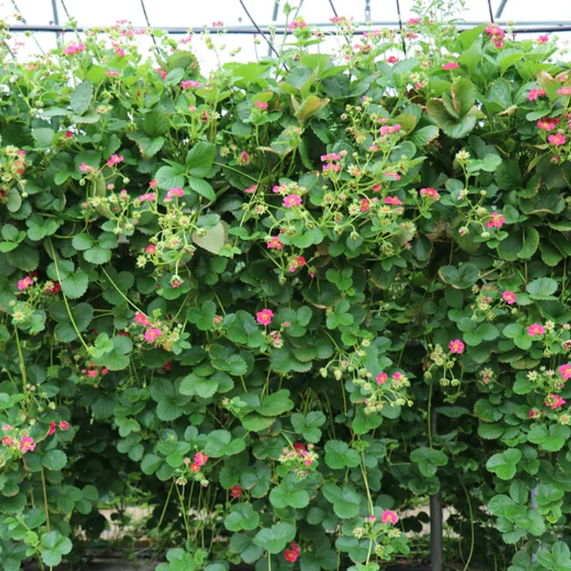 Erdbeere 'Double Pleasure Delirose'