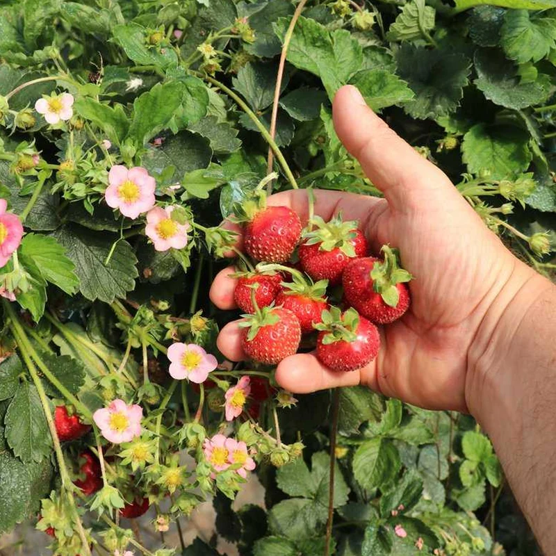 Erdbeere 'Double Pleasure Delirose'