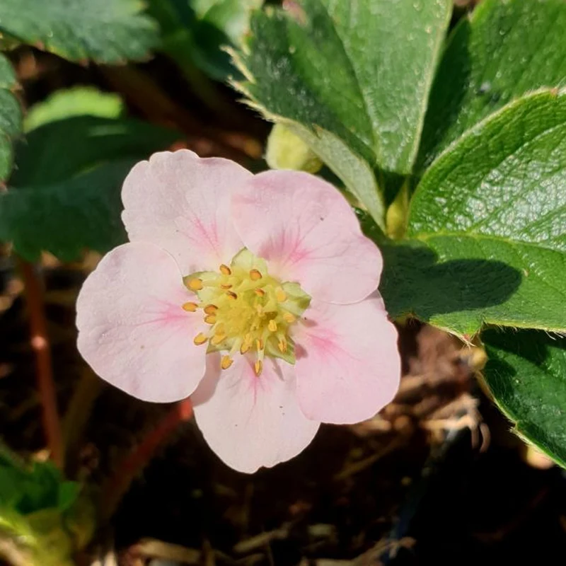 Erdbeere 'Double Pleasure Delirose'