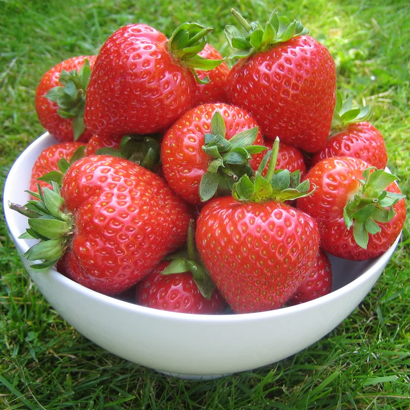 Erdbeere 'Red Gauntlet' Nacktwurzel-Pflanzen
