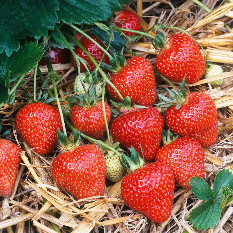Erdbeere 'Honeoye'