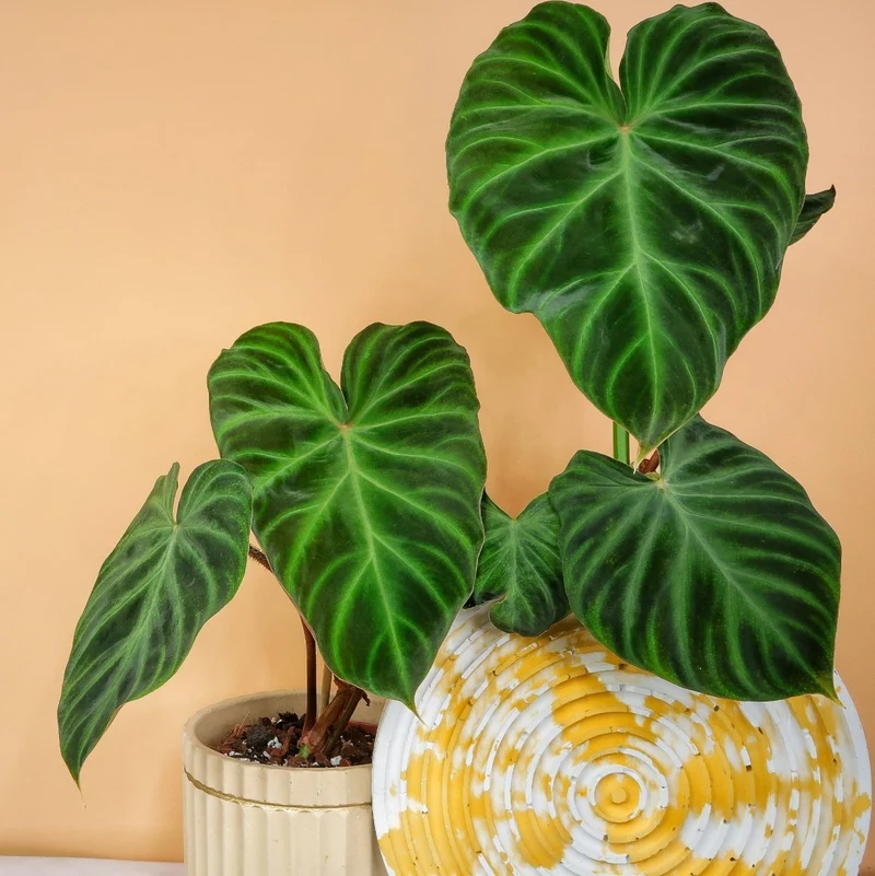 PHILODENDRON VERRUCOSUM