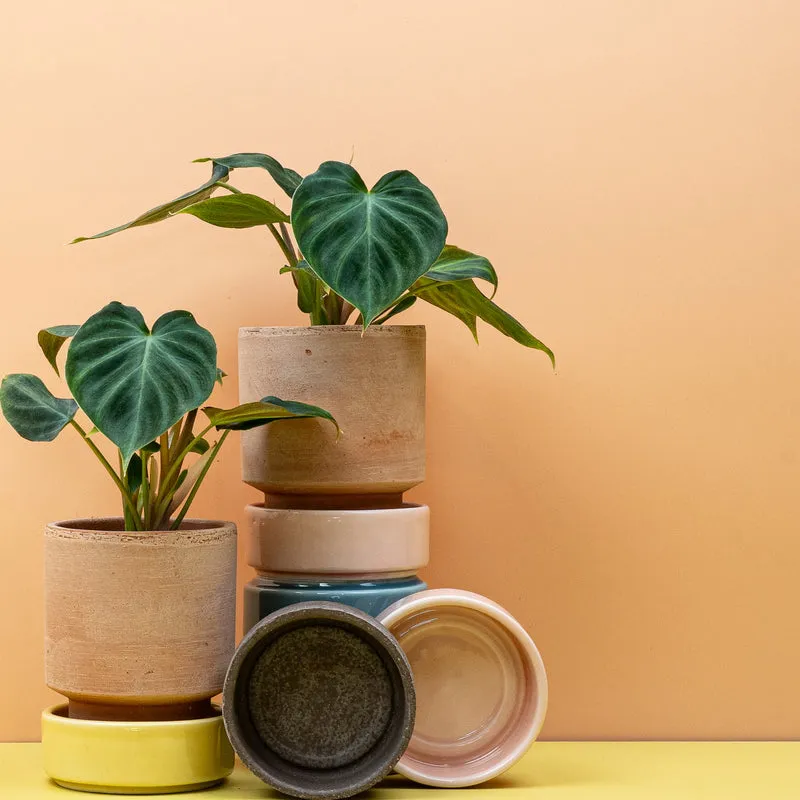 PHILODENDRON VERRUCOSUM