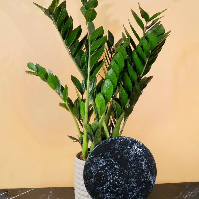 ZAMIOCULCAS SUPER NOVA