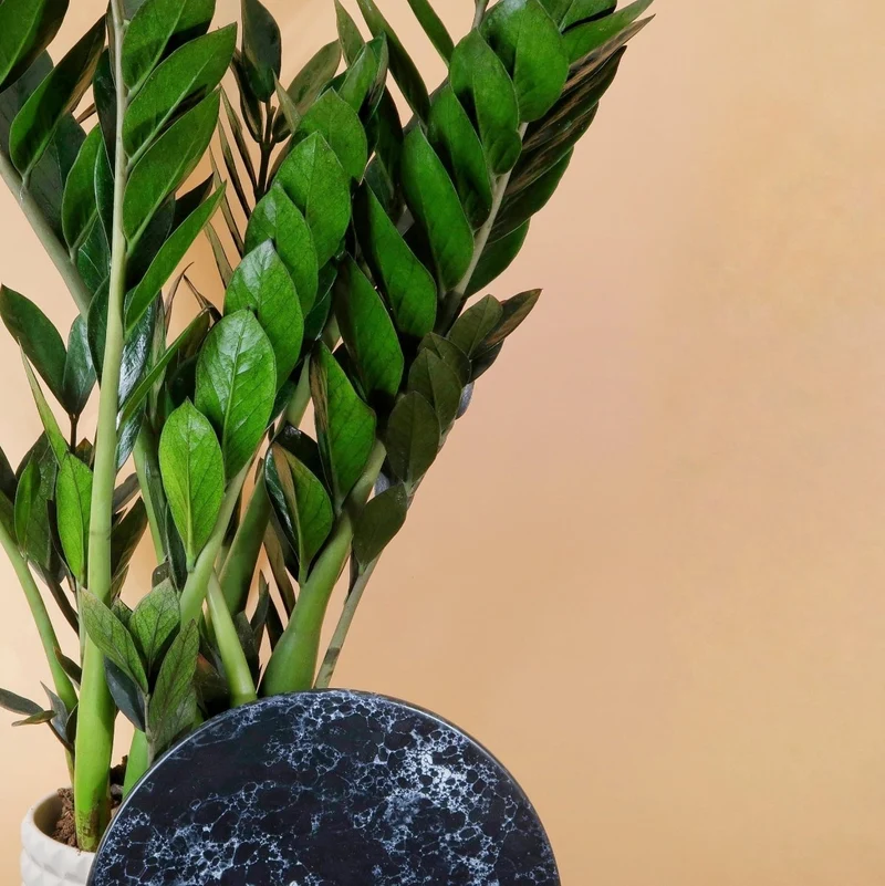 ZAMIOCULCAS SUPER NOVA