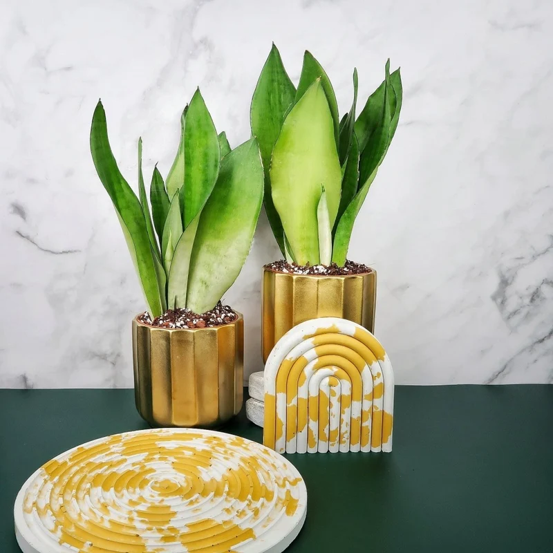 SANSEVIERIA MOONSHINE