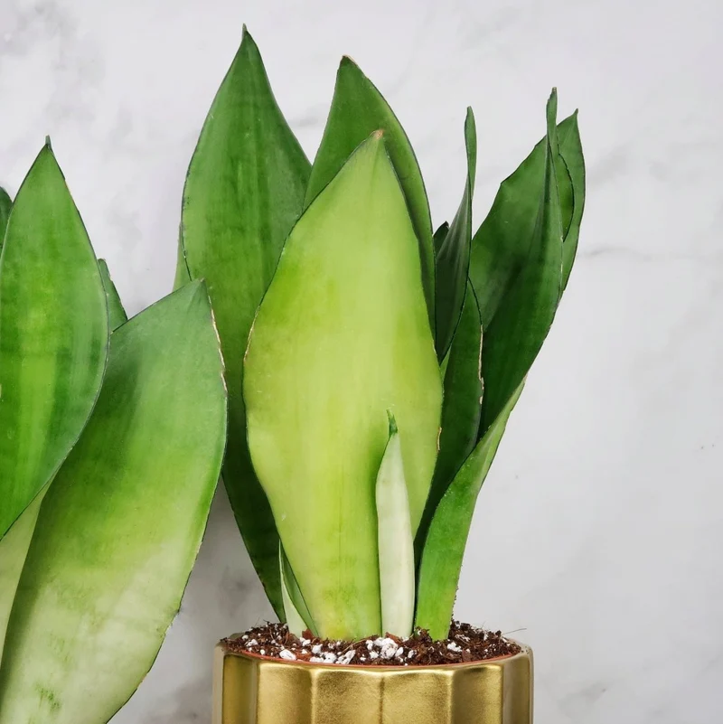 SANSEVIERIA MOONSHINE