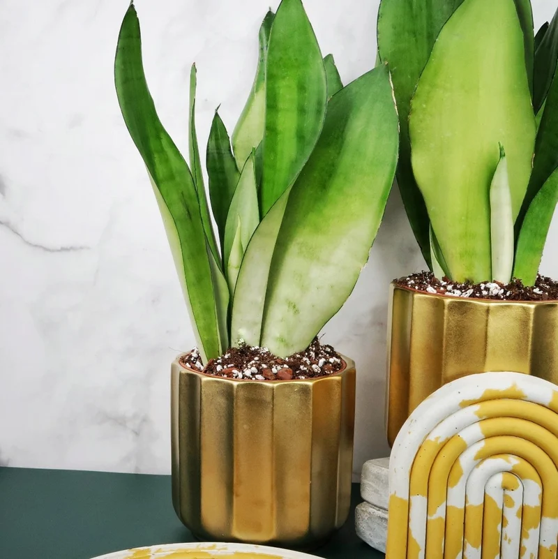 SANSEVIERIA MOONSHINE