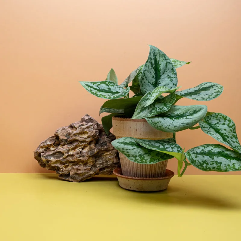 SCINDAPSUS TREUBII BIG LEAF