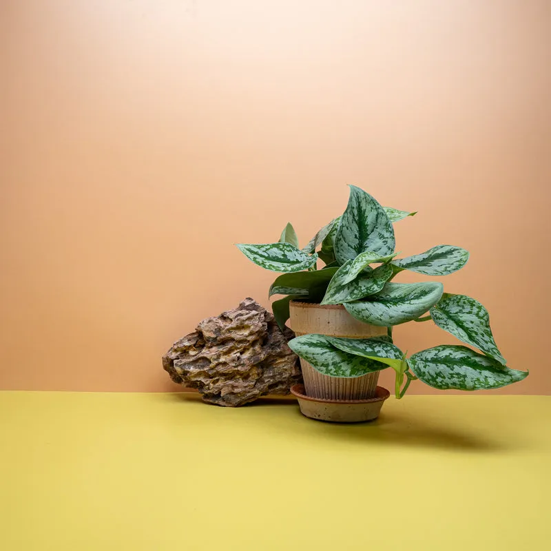 SCINDAPSUS TREUBII BIG LEAF