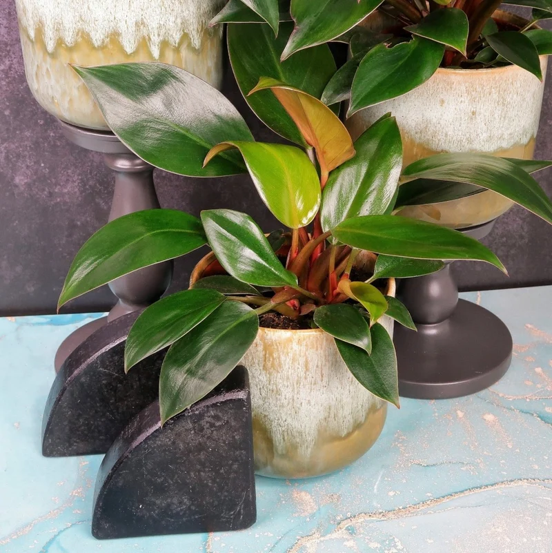 PHILODENDRON ROJO CONGO