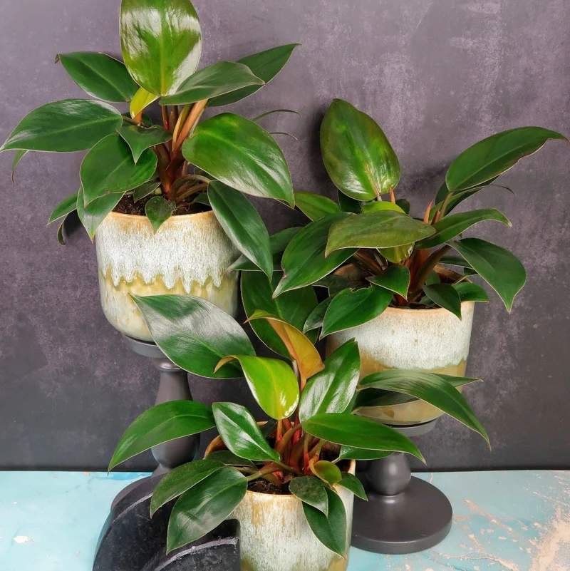 PHILODENDRON ROJO CONGO