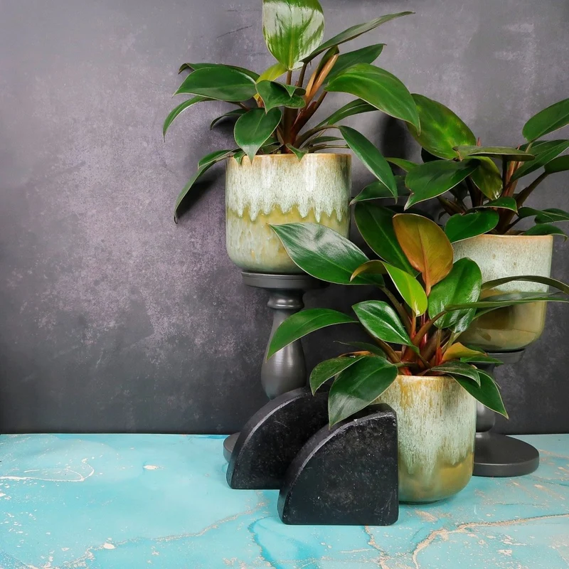 PHILODENDRON ROJO CONGO