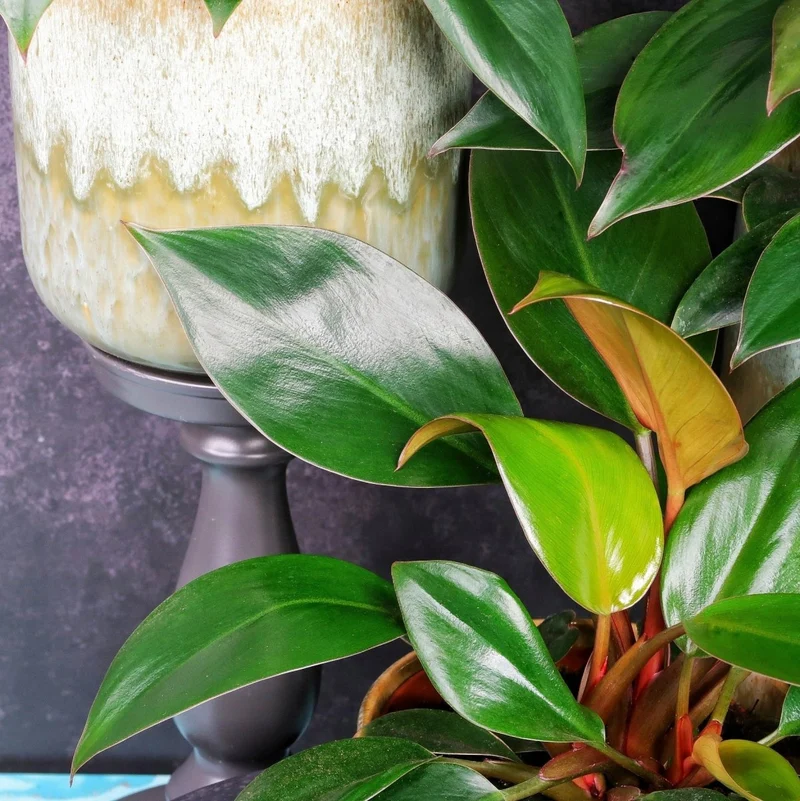 PHILODENDRON ROJO CONGO