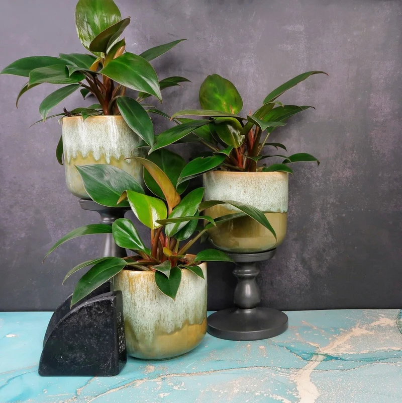 PHILODENDRON ROJO CONGO