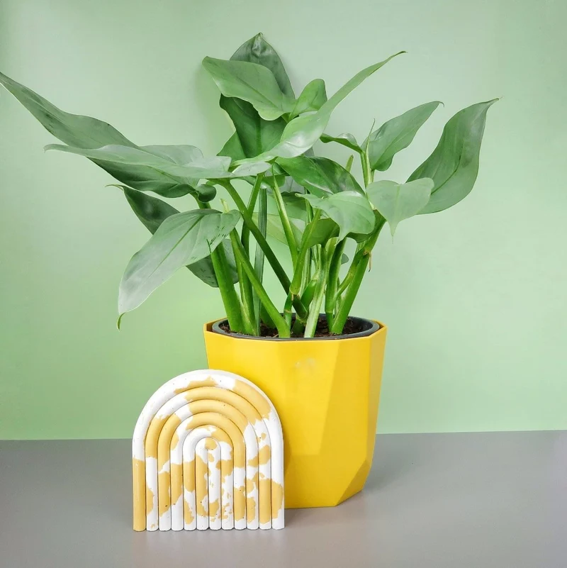 PHILODENDRON HASTUM SILVER SWORD