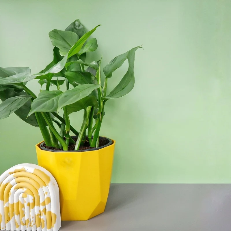 PHILODENDRON HASTUM SILVER SWORD