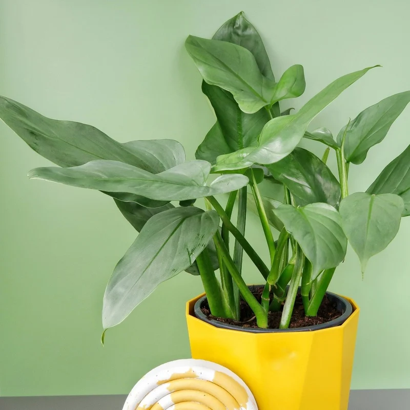 PHILODENDRON HASTUM SILVER SWORD