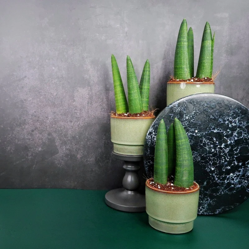 SANSEVIERIA RHINO