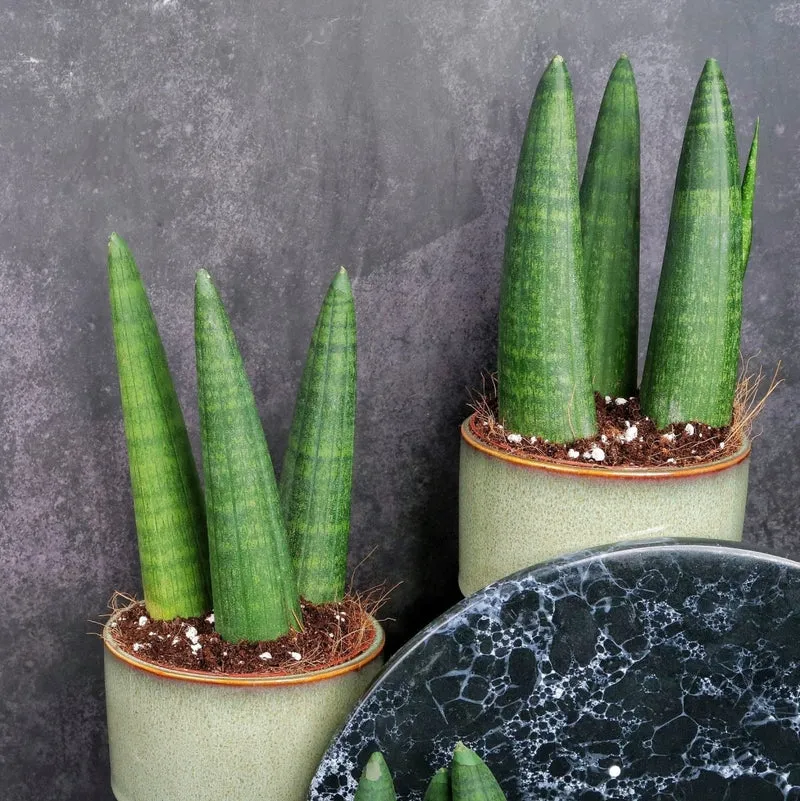 SANSEVIERIA RHINO
