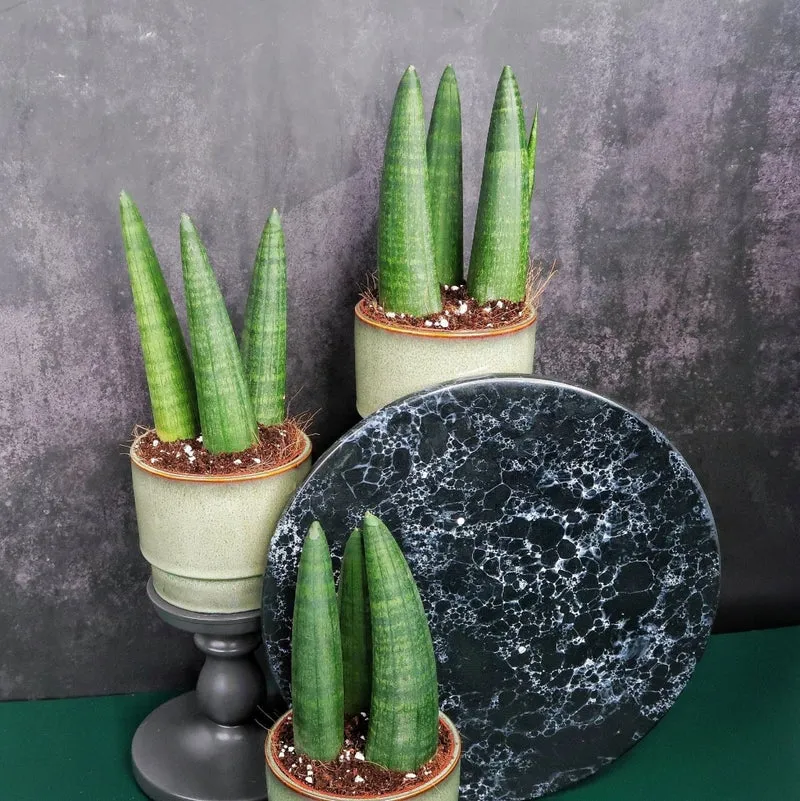 SANSEVIERIA RHINO
