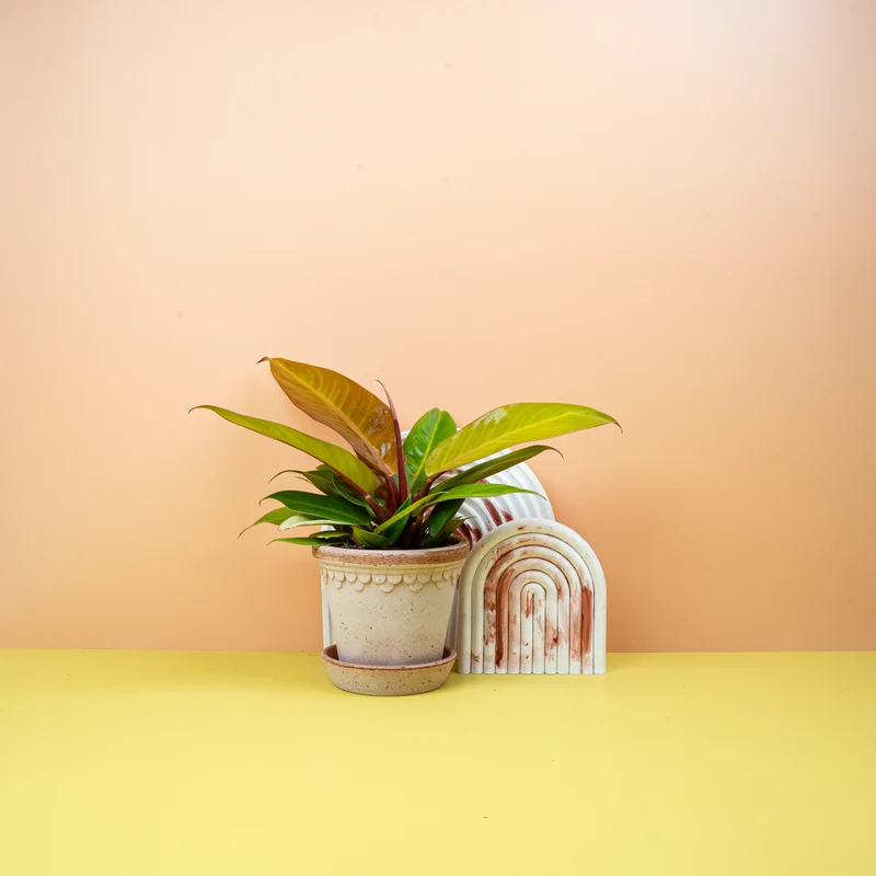 PHILODENDRON PRINCE OF ORANGE