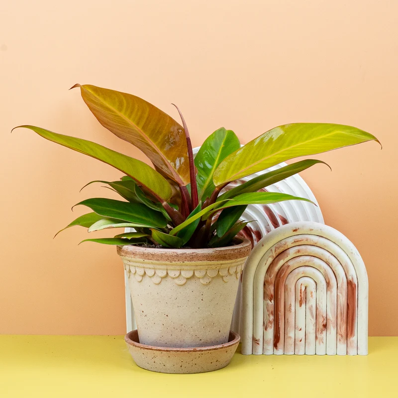 PHILODENDRON PRINCE OF ORANGE
