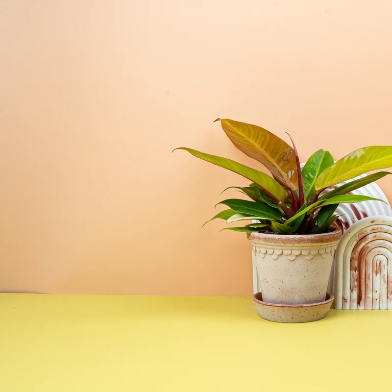 PHILODENDRON PRINCE OF ORANGE