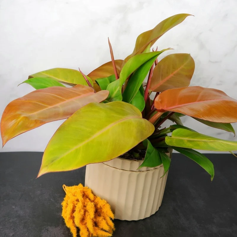 PHILODENDRON PRINCE OF ORANGE