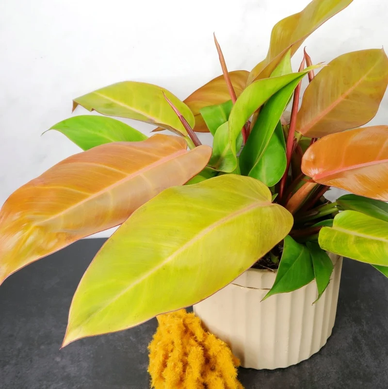 PHILODENDRON PRINCE OF ORANGE