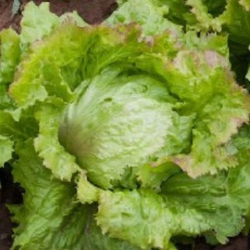 BIO Saatgut Eissalat Laibacher Eis 4