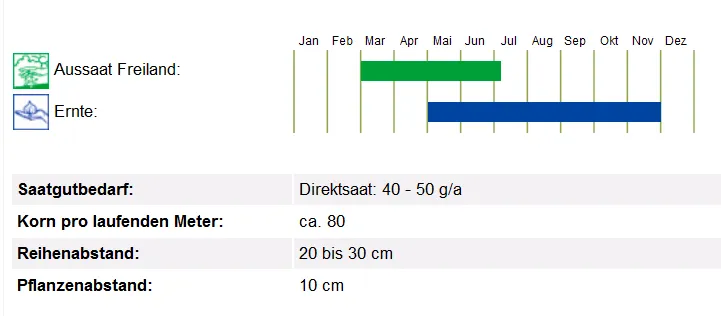 BIO Saatgut Petersilie Einfache Schnitt, glatt