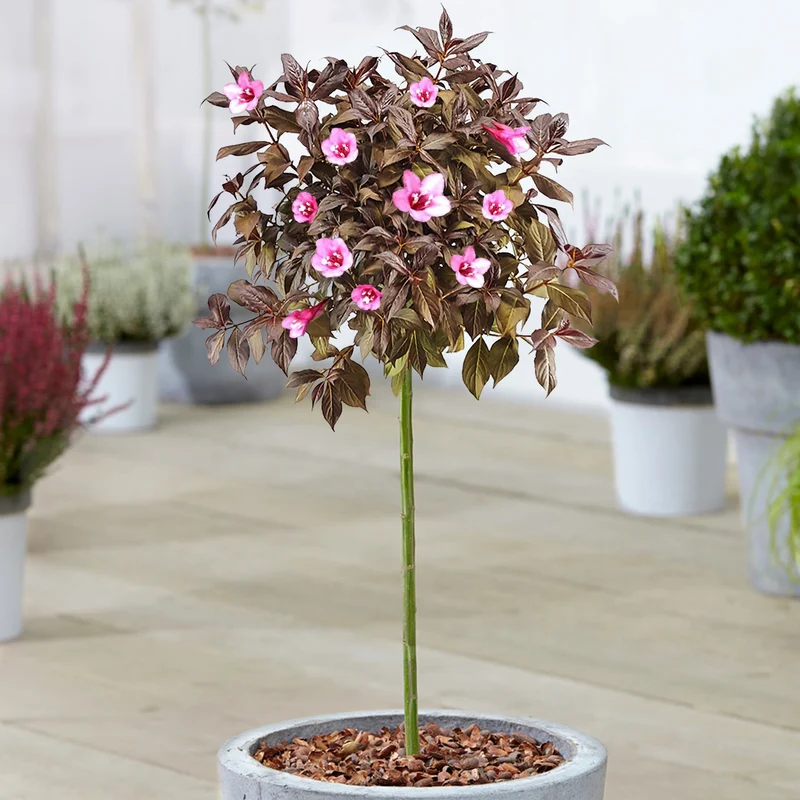 Weigela 'Minor Black' Terrassenbaum