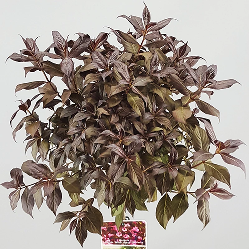 Weigela 'Minor Black' Terrassenbaum