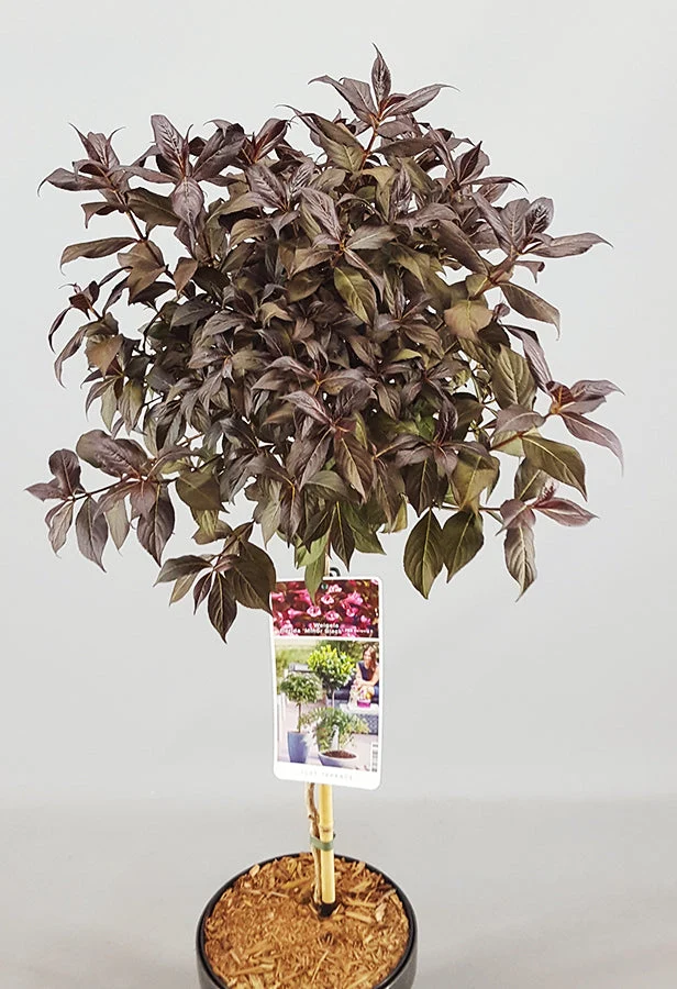 Weigela 'Minor Black' Terrassenbaum