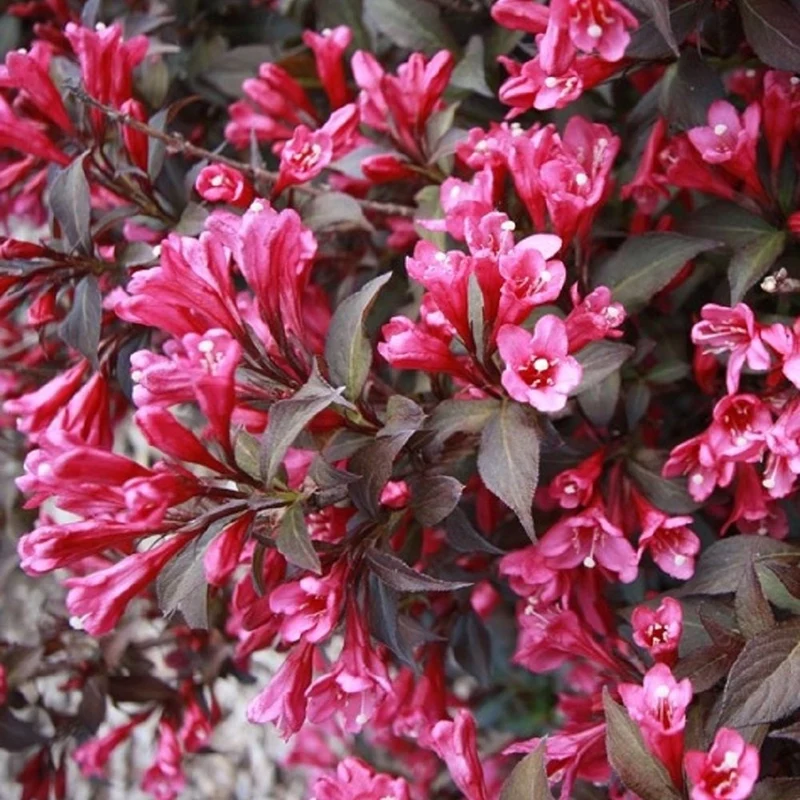 Weigela 'Minor Black' Terrassenbaum